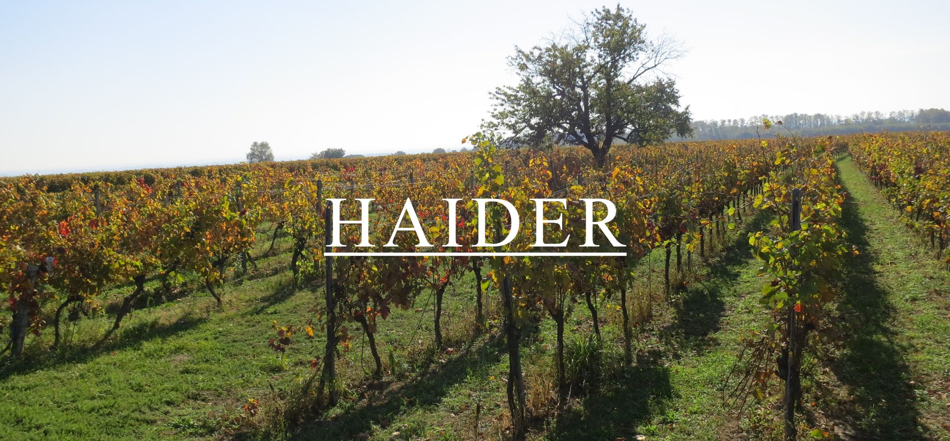 Haider